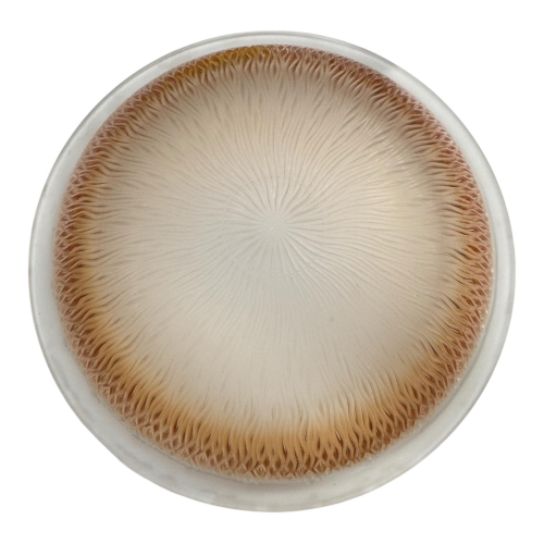 ARTELUX PLAFONIERA 1040/PL30 (PRODOTTO ESPOSIZIONE)